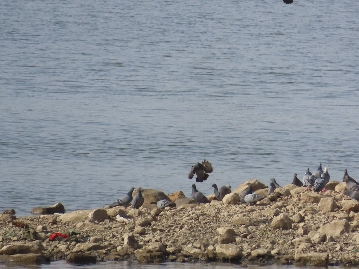Rock Pigeon (Feral Pigeon) - Shilpa Gadgil