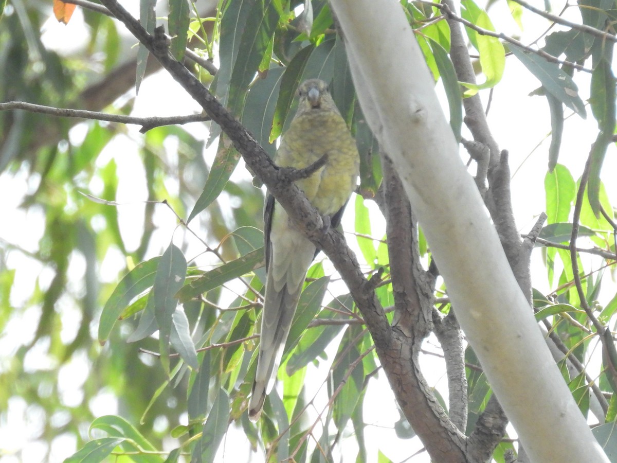 Red-rumped Parrot - ML620241496