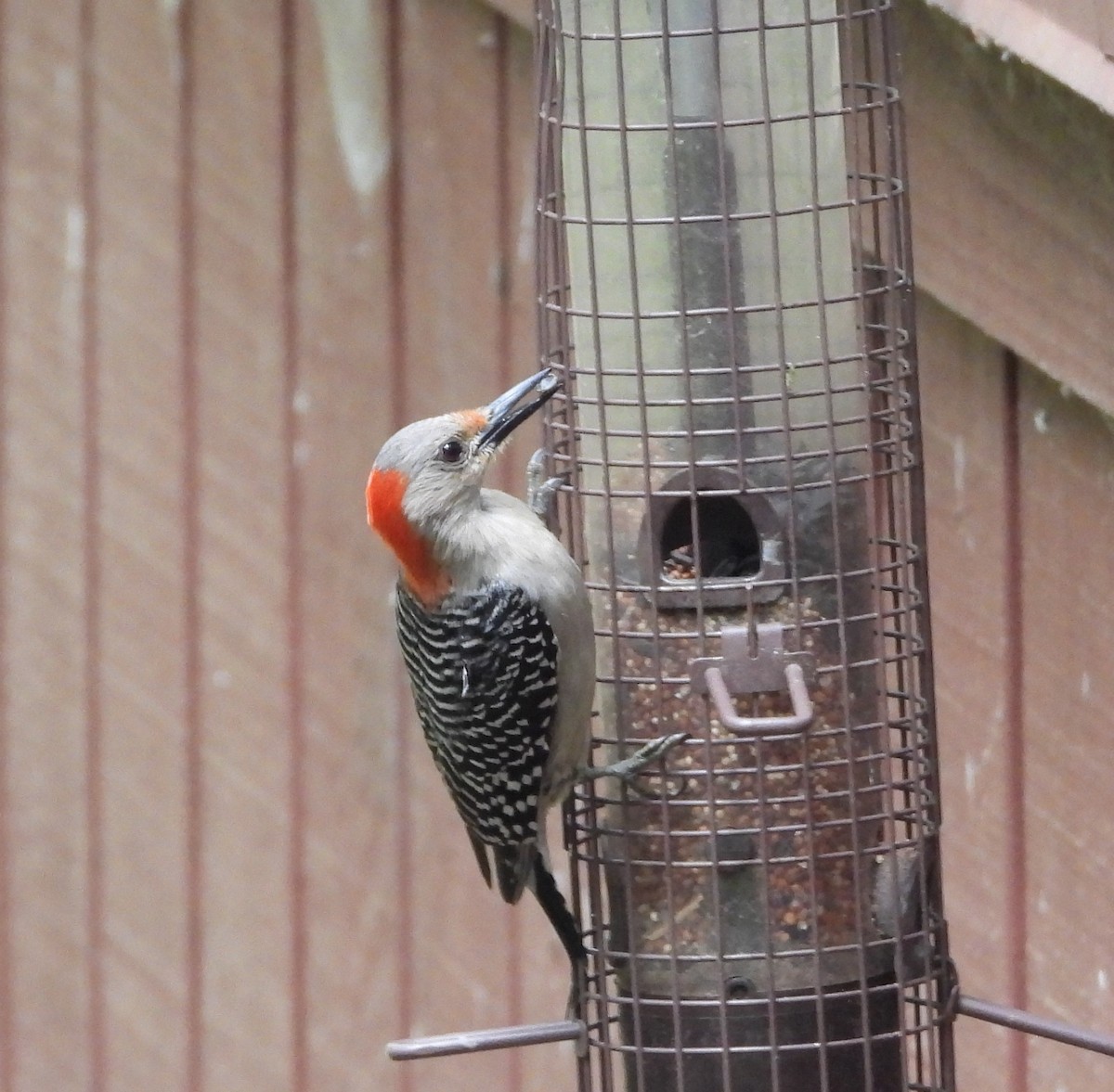 Red-bellied Woodpecker - ML620241497