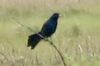 Boat-tailed Grackle - ML620241499
