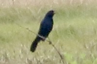 Boat-tailed Grackle - ML620241502