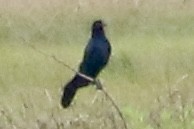 Boat-tailed Grackle - ML620241503