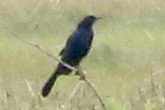 Boat-tailed Grackle - ML620241504