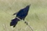 Boat-tailed Grackle - ML620241505