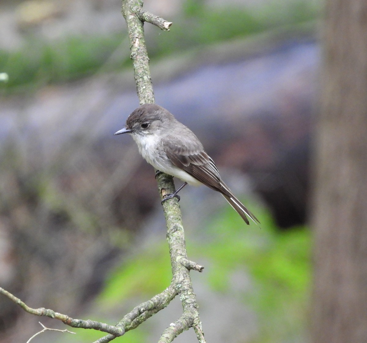 Eastern Phoebe - ML620241521