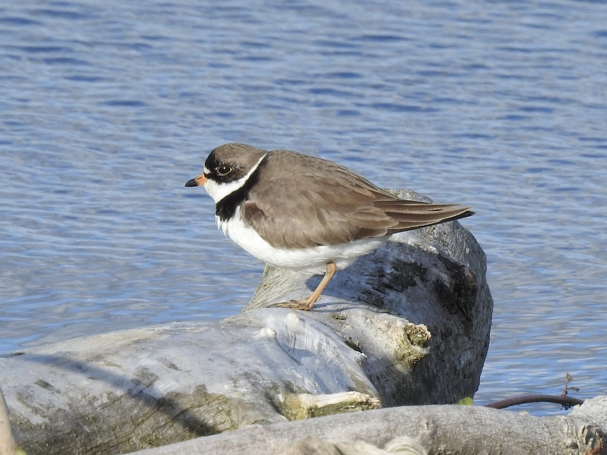 Semipalmated Plover - ML620241522
