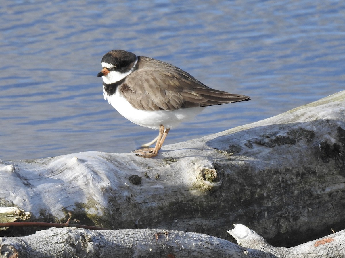 Semipalmated Plover - ML620241523
