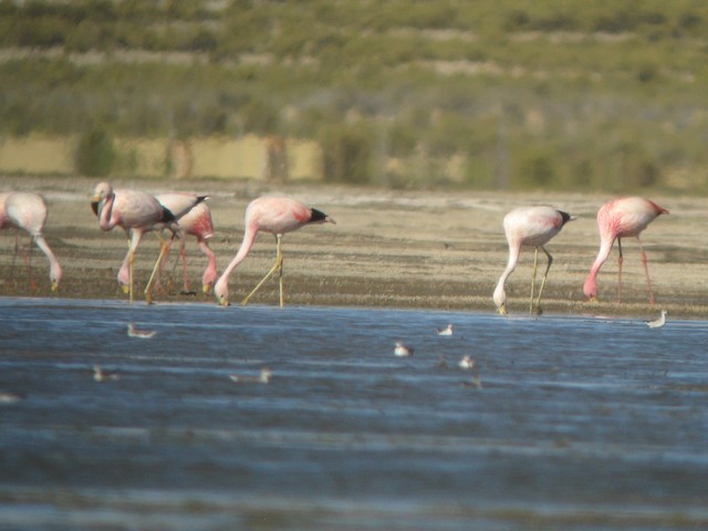 James's Flamingo - ML620241533