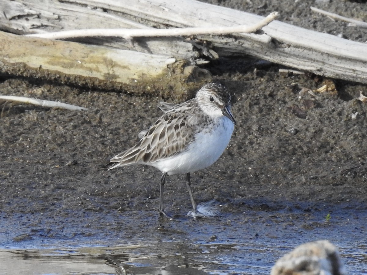 Semipalmated Sandpiper - ML620241540