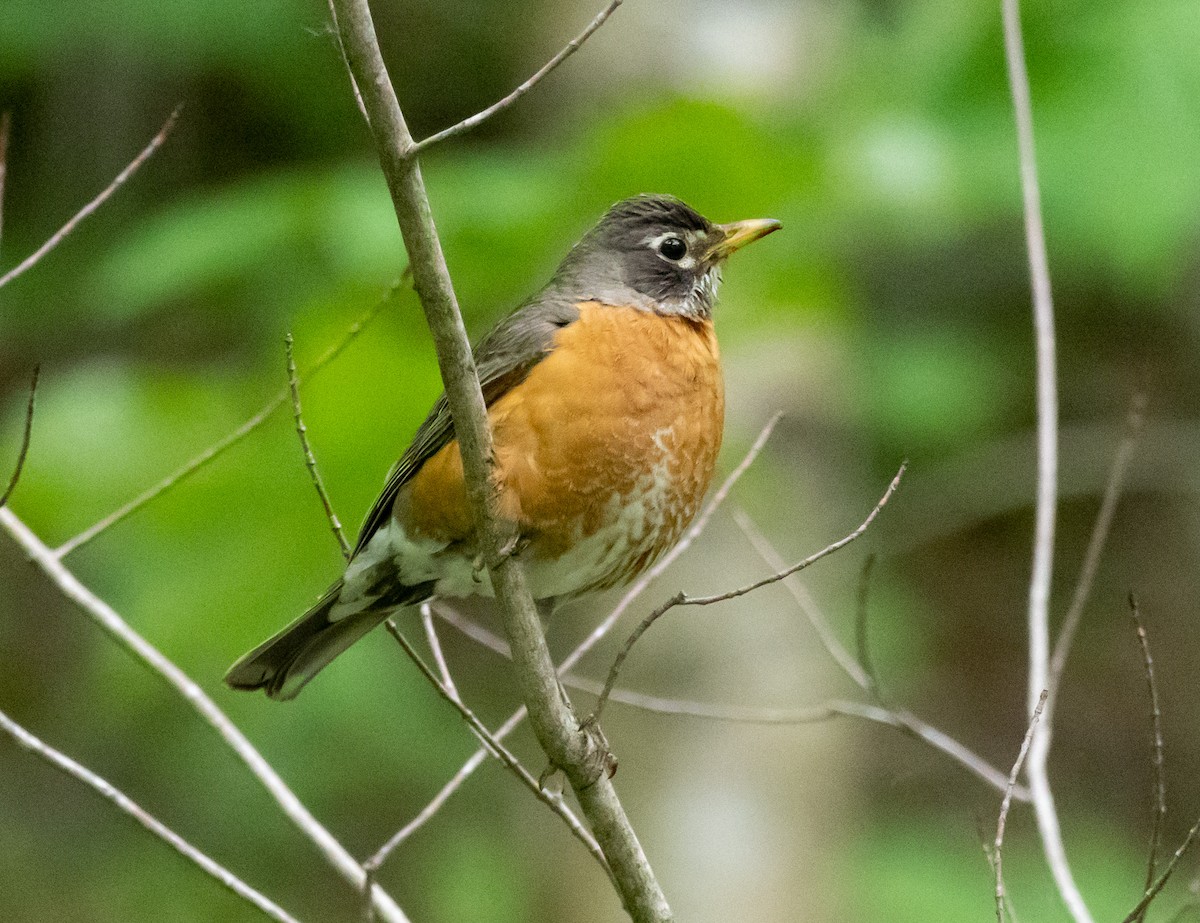 American Robin - Jean Crépeau