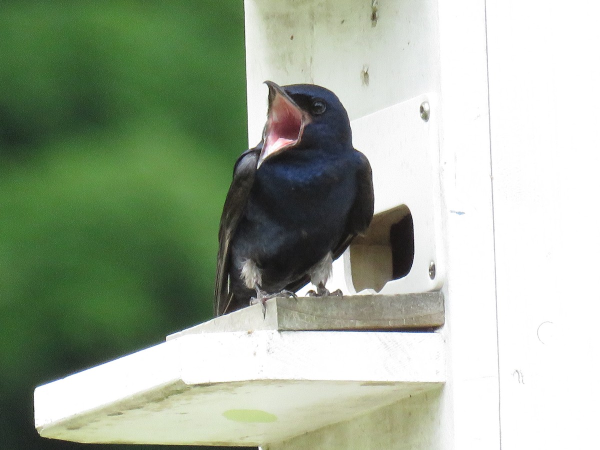 Purple Martin - ML620241549