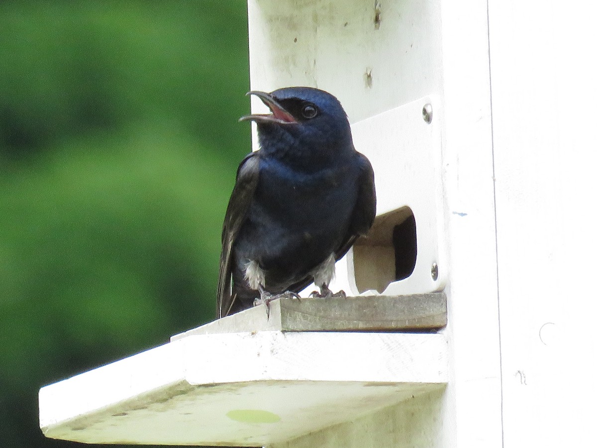 Purple Martin - ML620241550