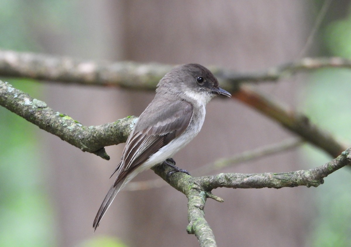 Eastern Phoebe - ML620241553