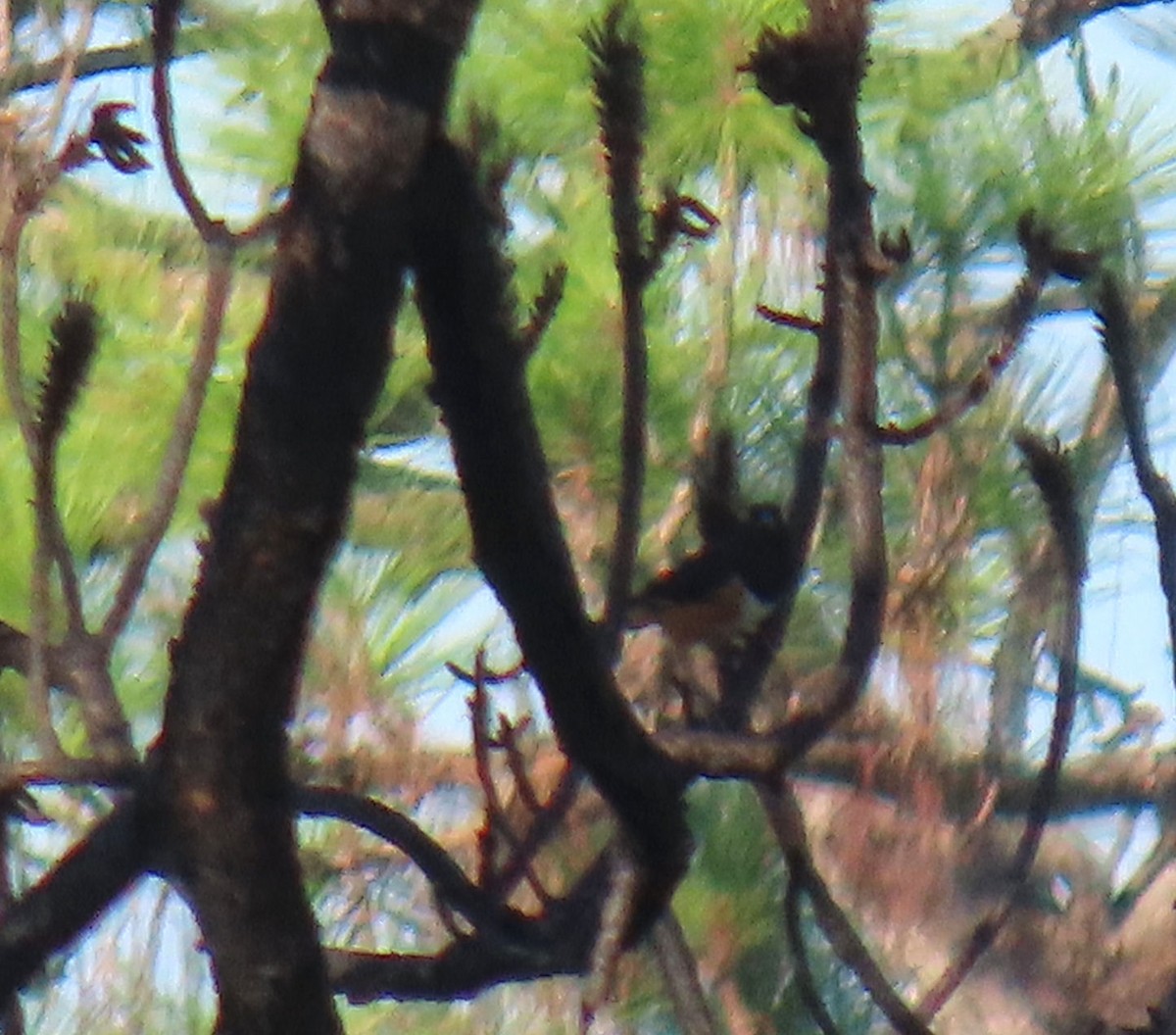 Eastern Towhee - ML620241556