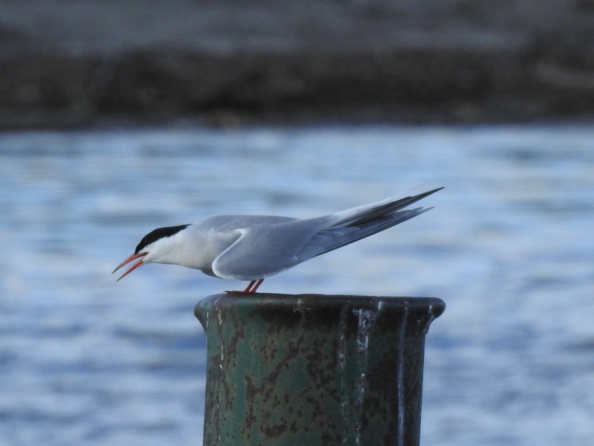 Common Tern - ML620241559