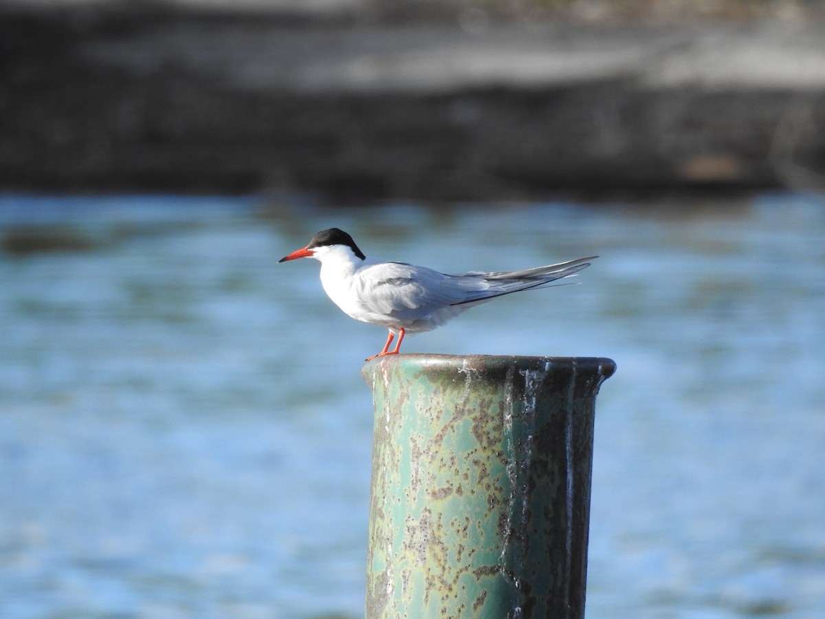 Common Tern - ML620241560