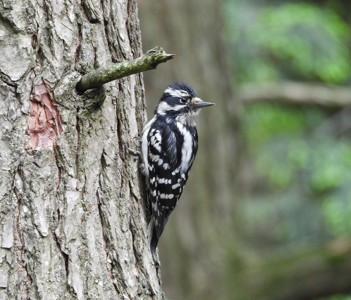 Hairy Woodpecker - ML620241562