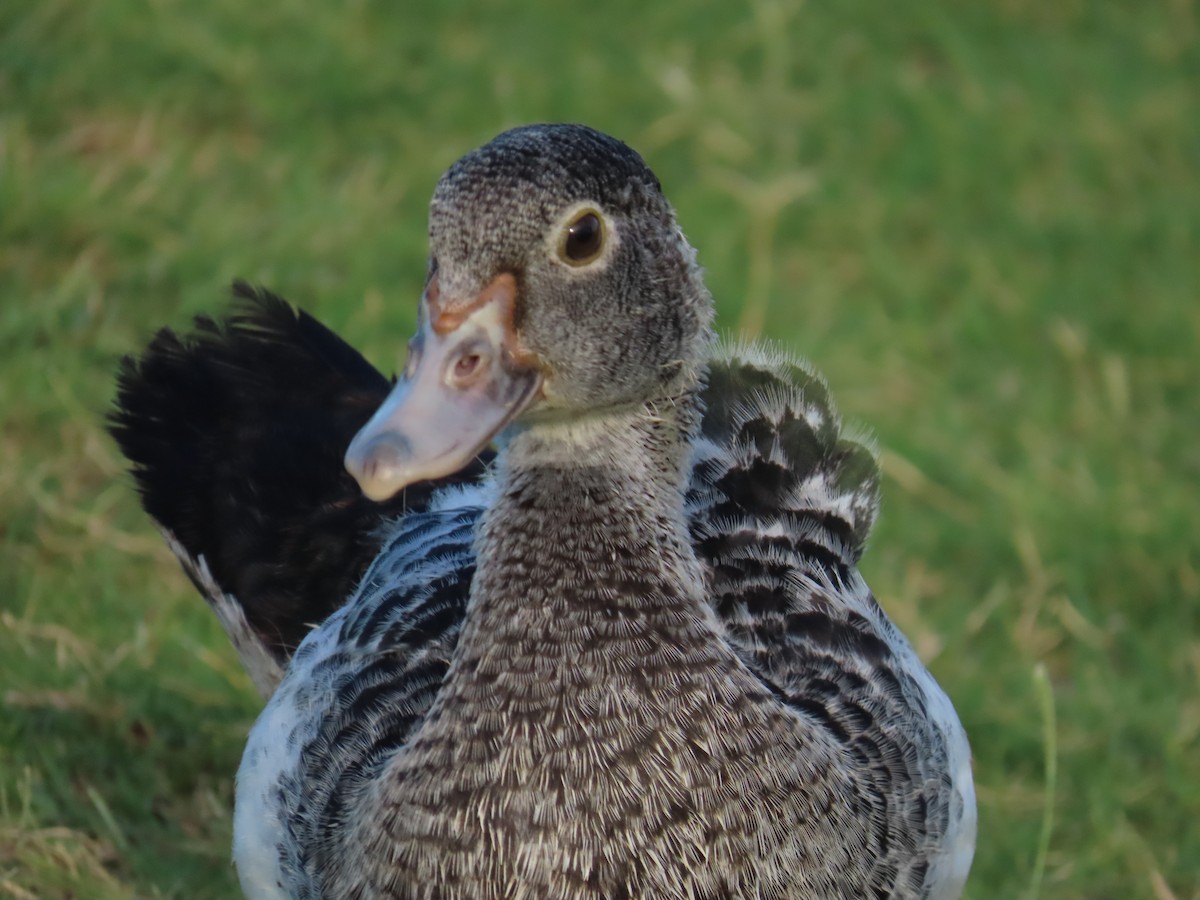 Muscovy Duck (Domestic type) - ML620241565