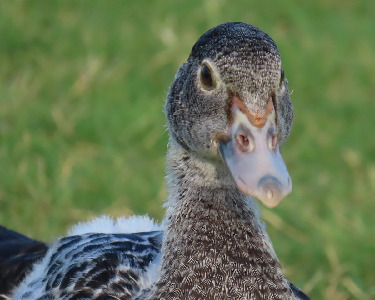 Muscovy Duck (Domestic type) - ML620241566