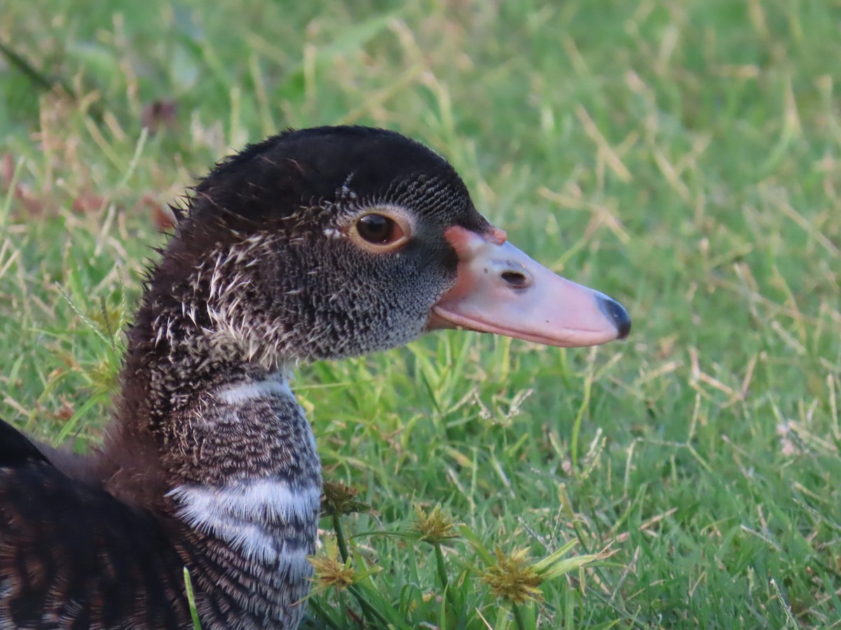 Muscovy Duck (Domestic type) - ML620241567