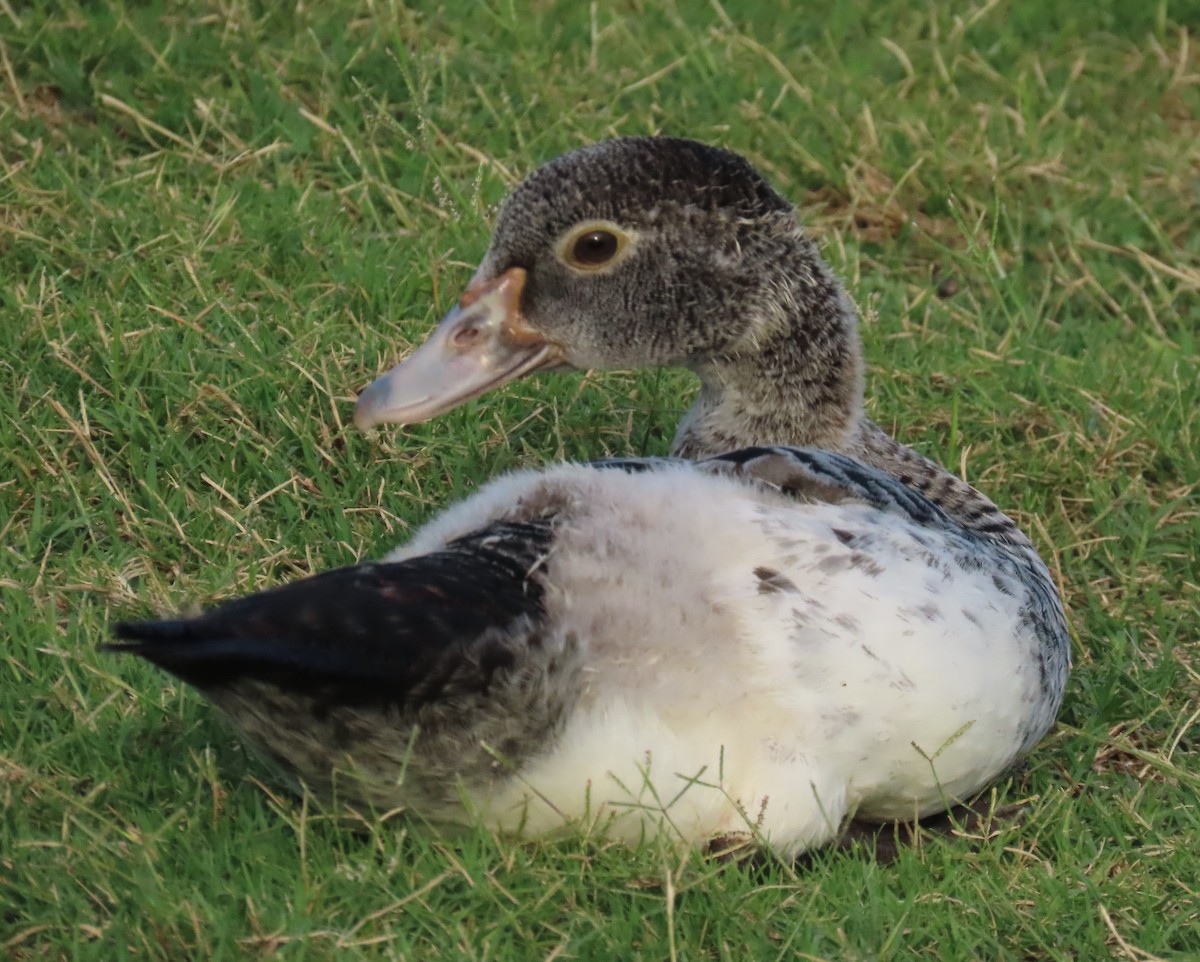 Canard musqué (forme domestique) - ML620241571