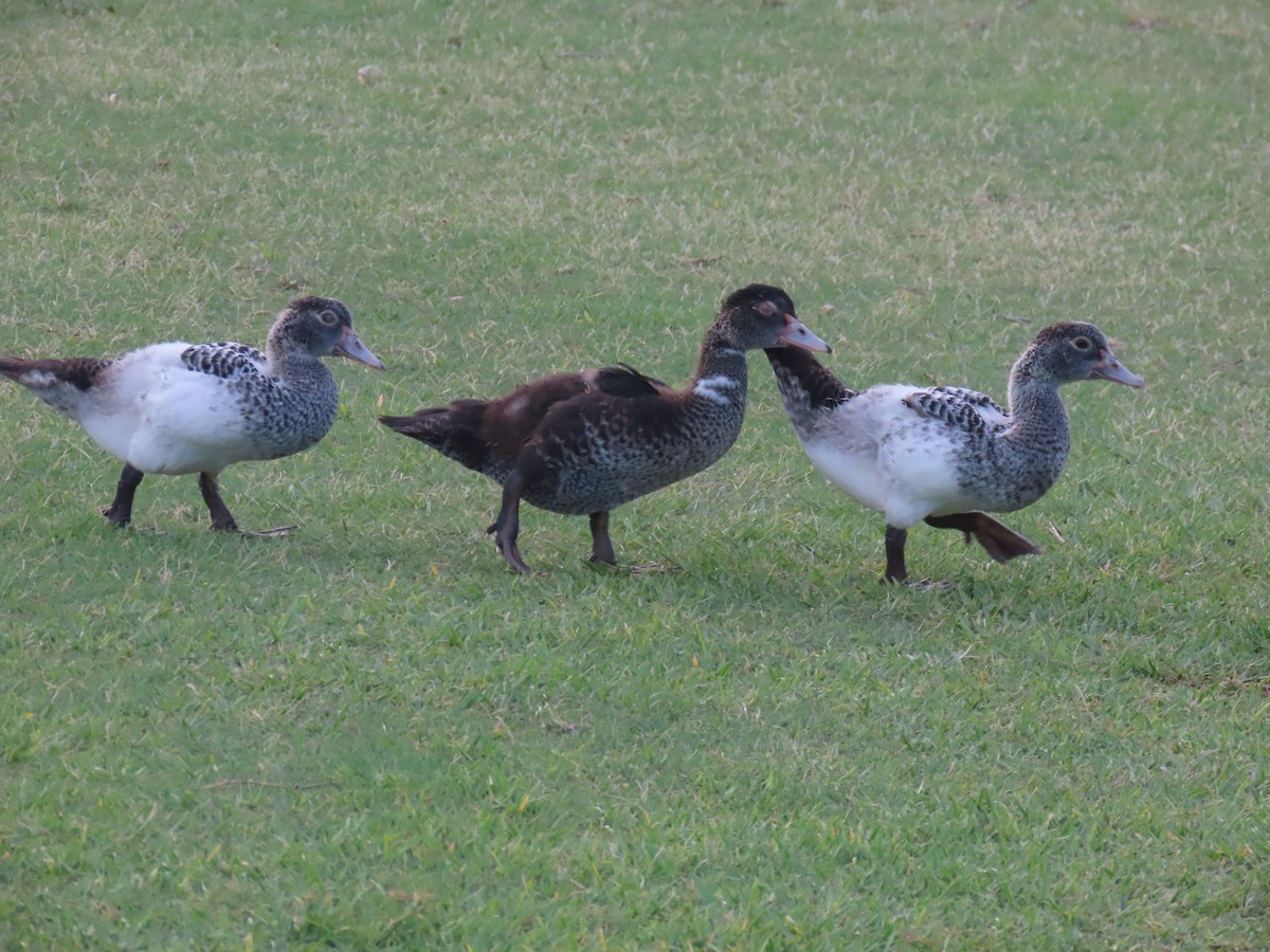 Muscovy Duck (Domestic type) - ML620241572