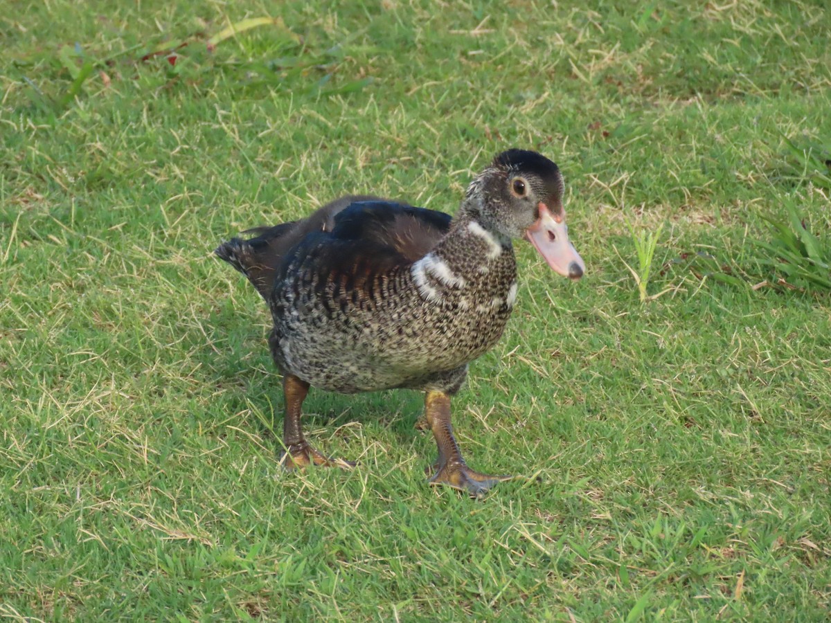 Muscovy Duck (Domestic type) - ML620241573