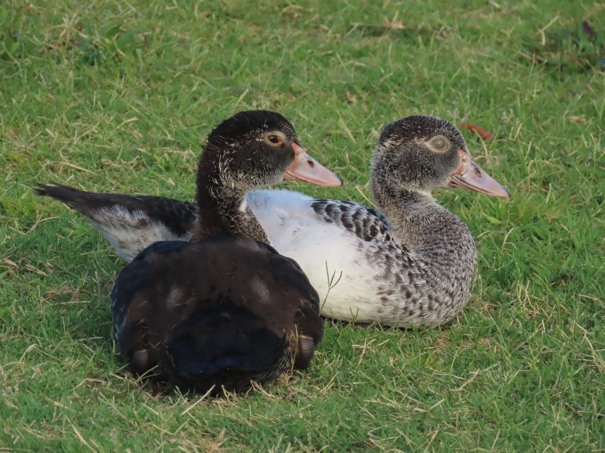 Muscovy Duck (Domestic type) - ML620241576