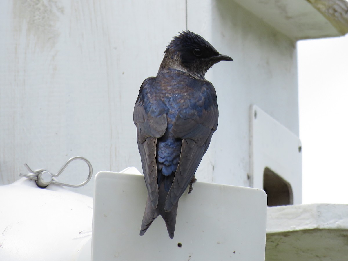 Purple Martin - ML620241577