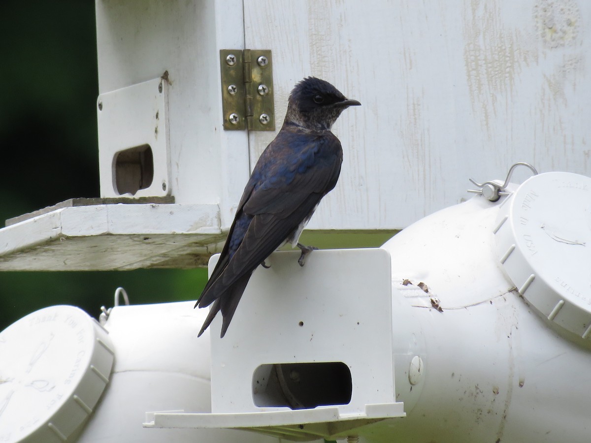 Purple Martin - ML620241578