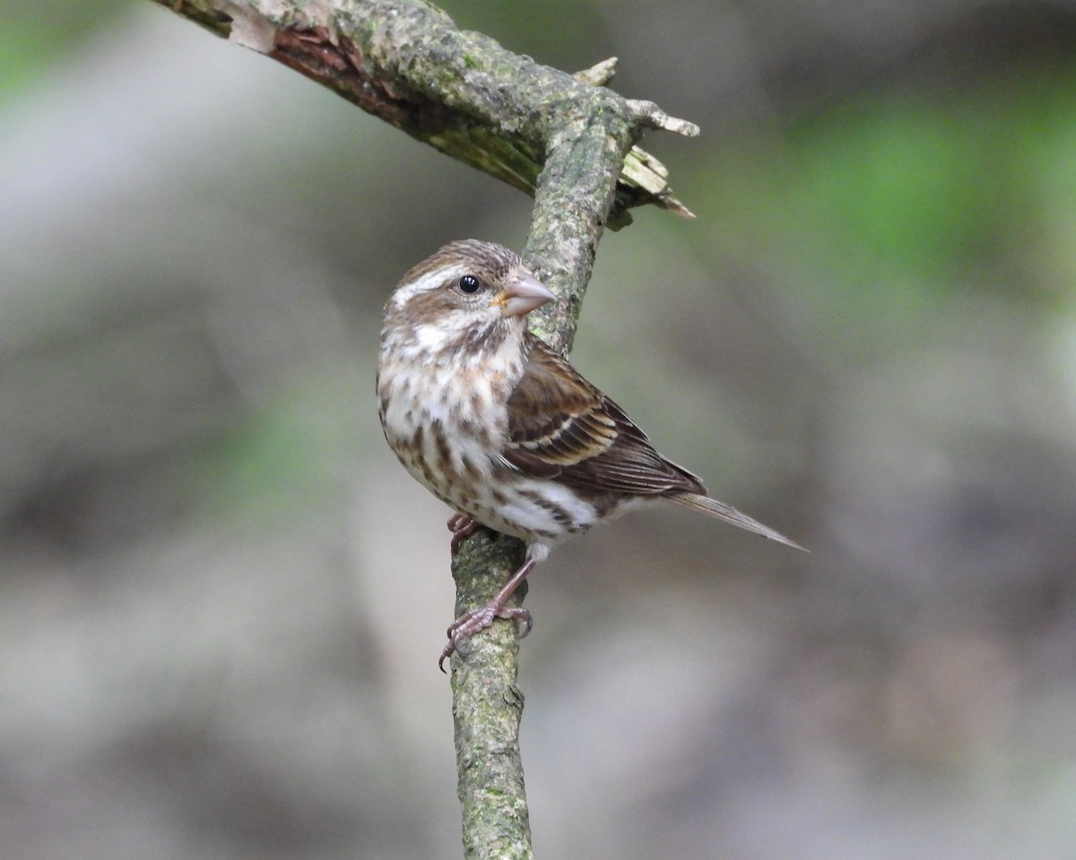 Purple Finch - ML620241579