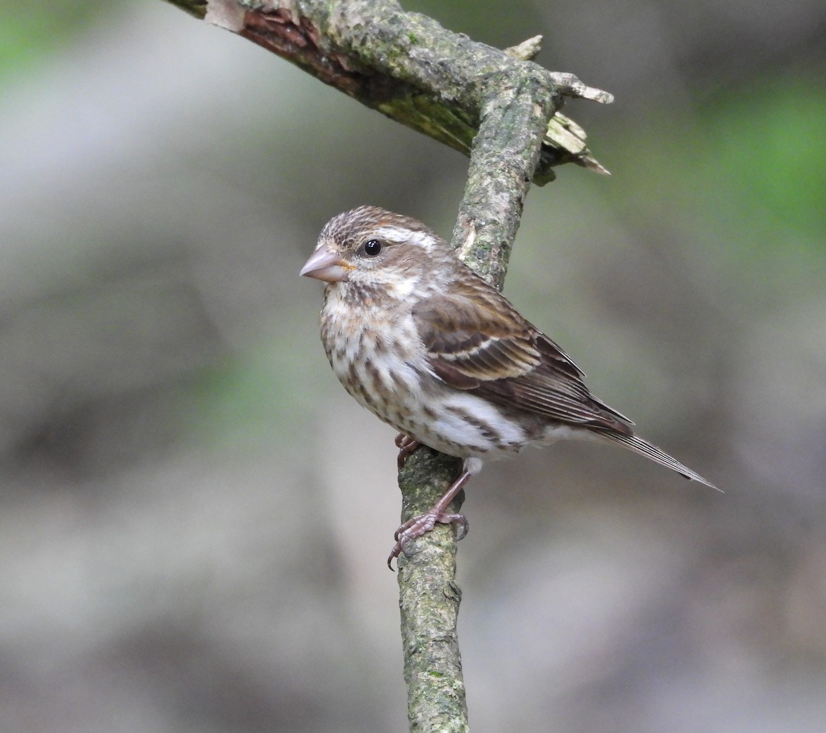 Purple Finch - ML620241585