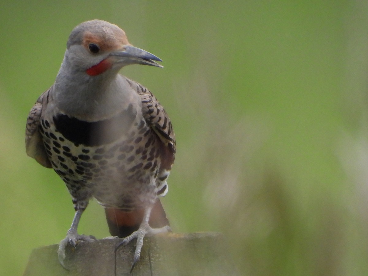 Northern Flicker - ML620241591