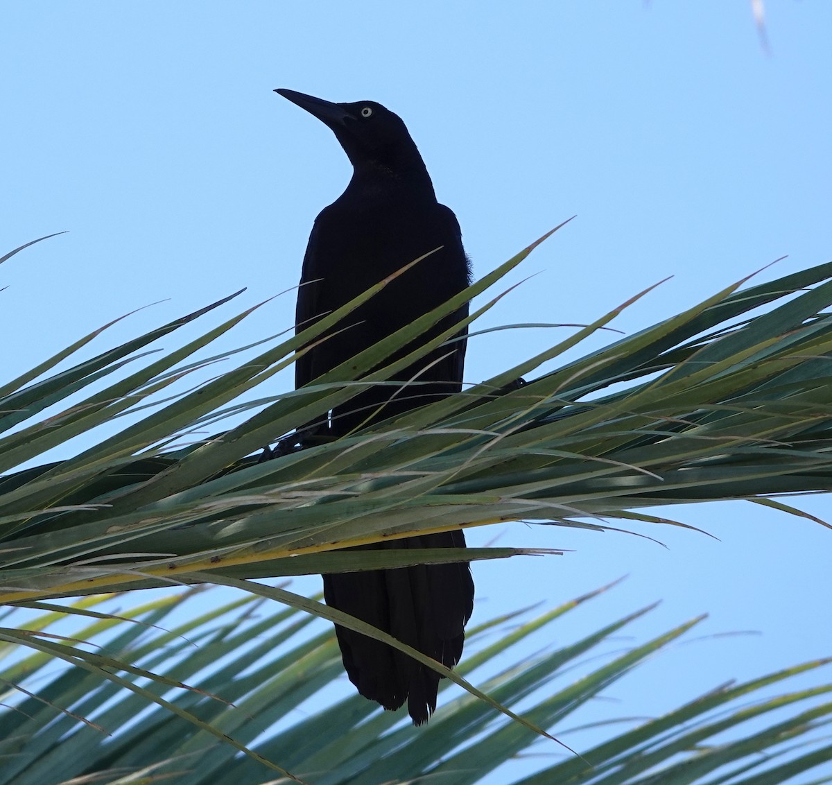 Great-tailed Grackle - ML620241595