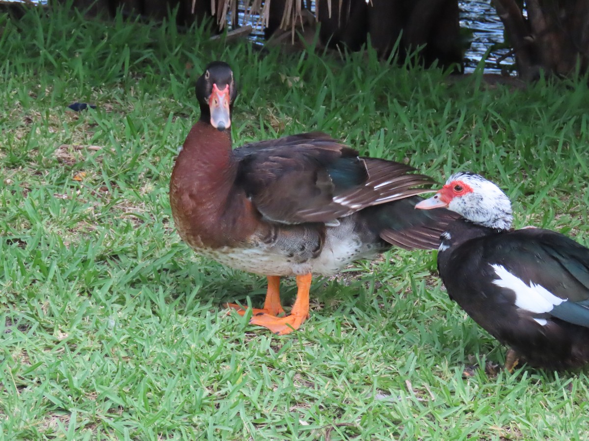 Muscovy Duck x Mallard (hybrid) - Laurie Witkin