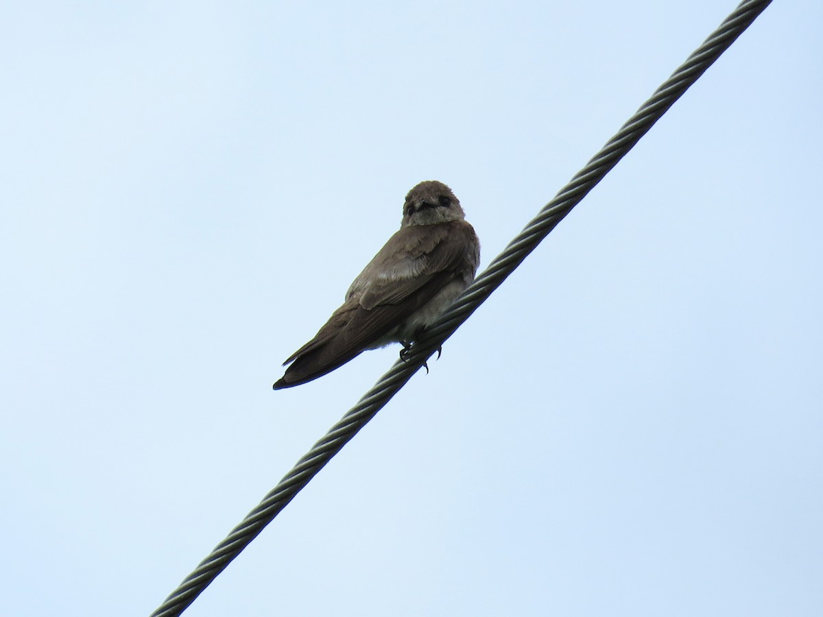 Northern Rough-winged Swallow - ML620241601