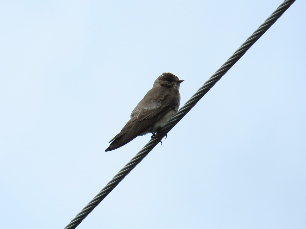 Northern Rough-winged Swallow - ML620241602