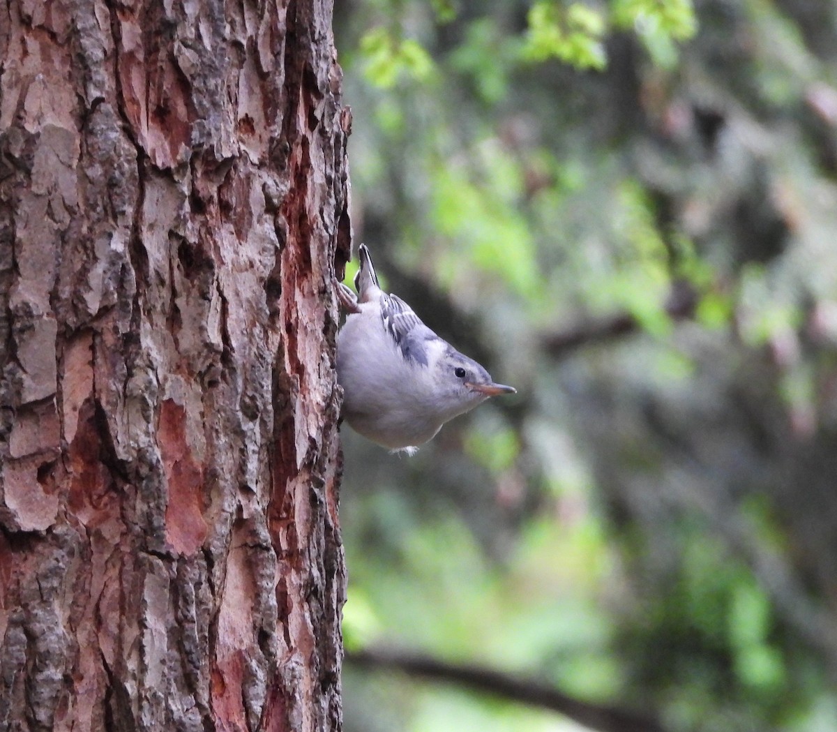 White-breasted Nuthatch - ML620241604