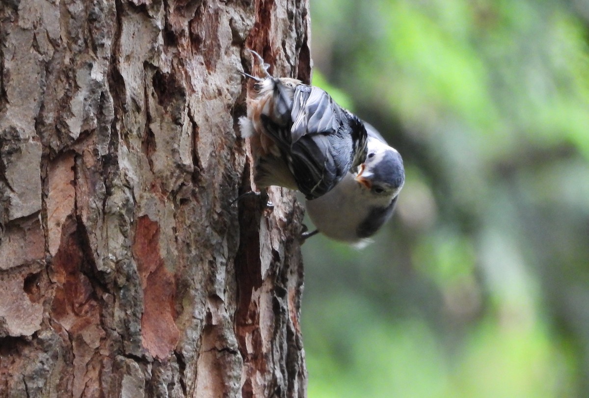 White-breasted Nuthatch - ML620241610