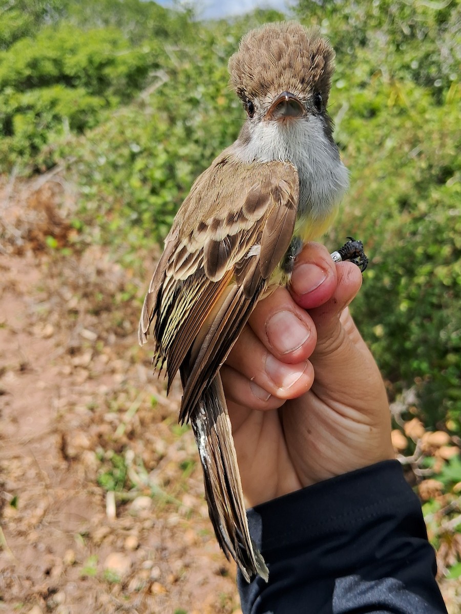 Myiarchus sp. - ML620241611