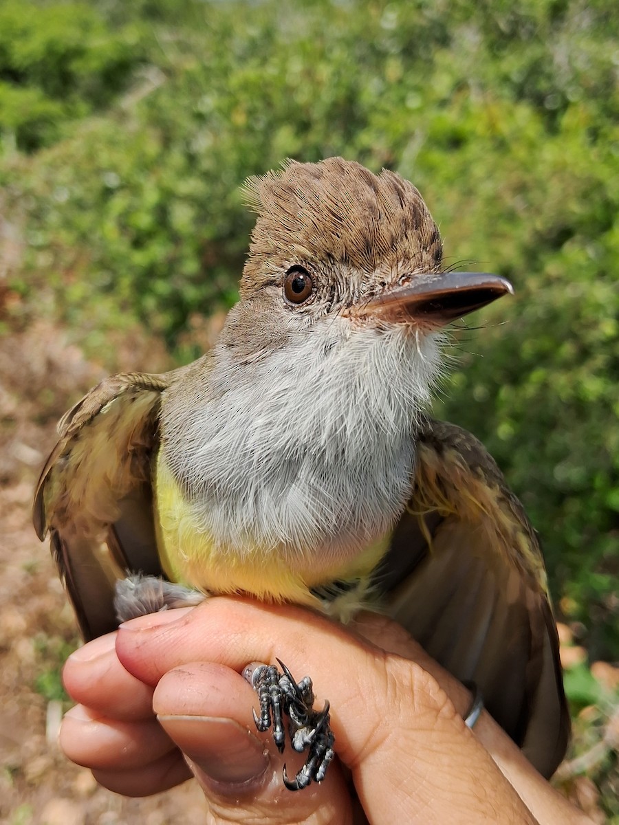 tanımsız Myiarchus sp. - ML620241613