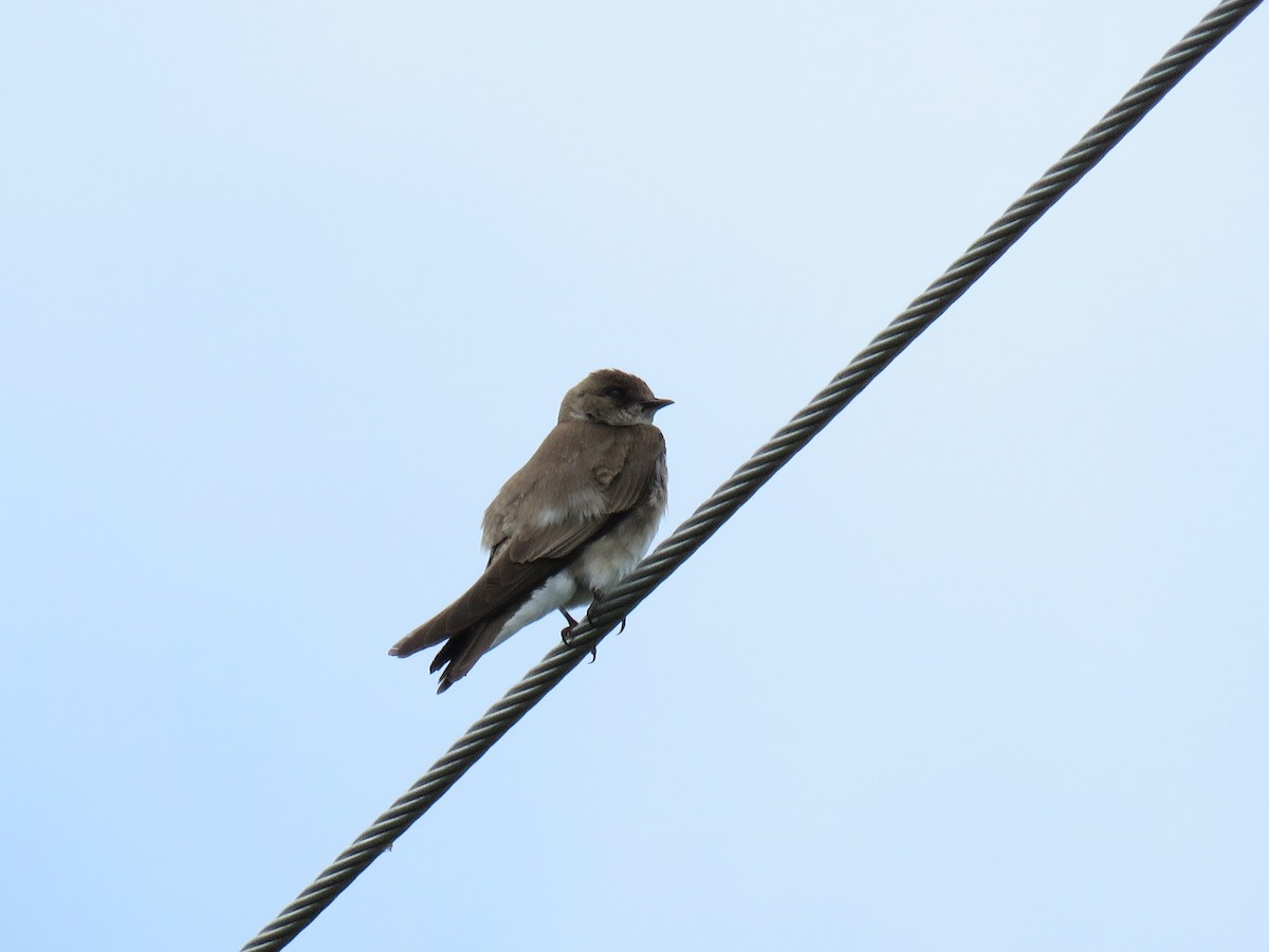 Northern Rough-winged Swallow - ML620241623