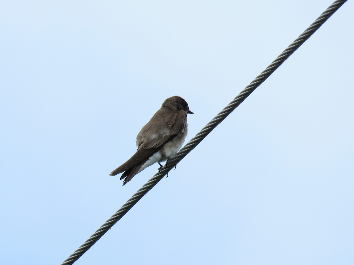 Northern Rough-winged Swallow - ML620241624