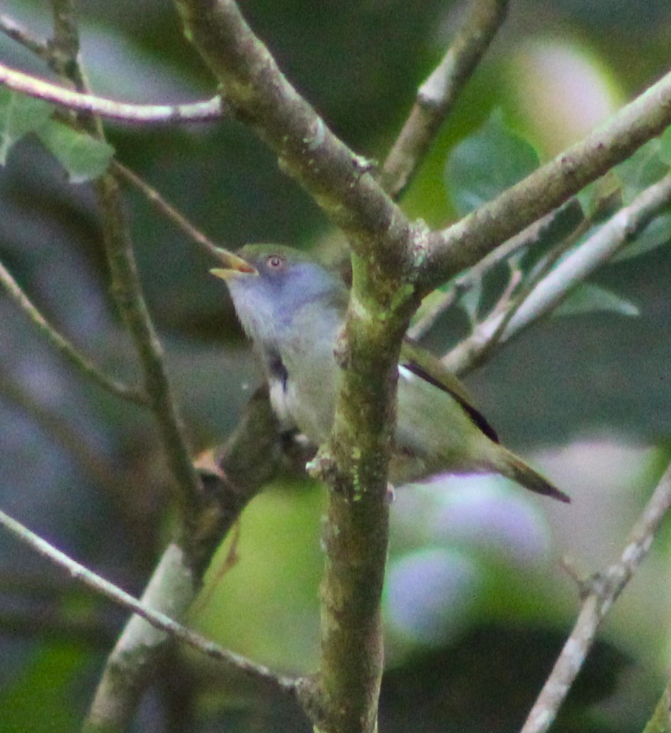 Pin-tailed Manakin - Pedro Behne