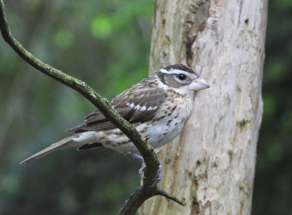 Rose-breasted Grosbeak - ML620241632