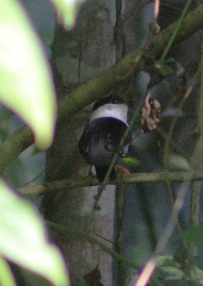 White-bearded Manakin - ML620241643