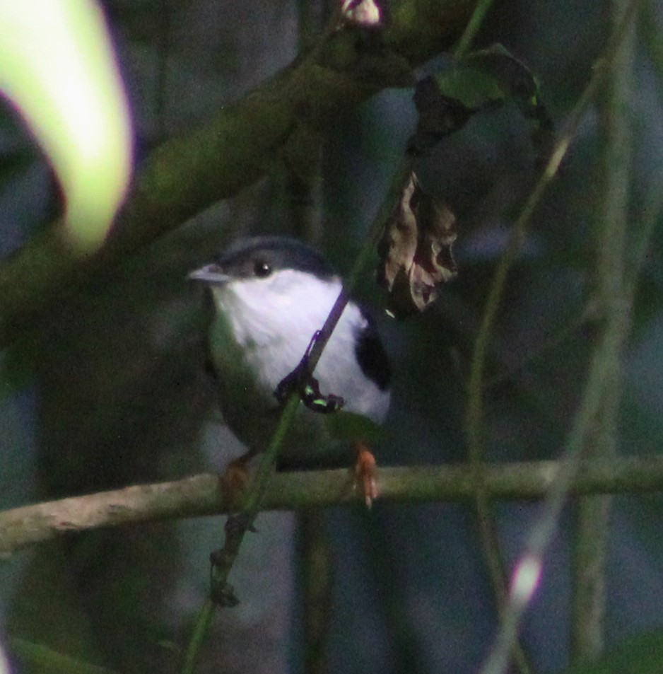 White-bearded Manakin - ML620241644