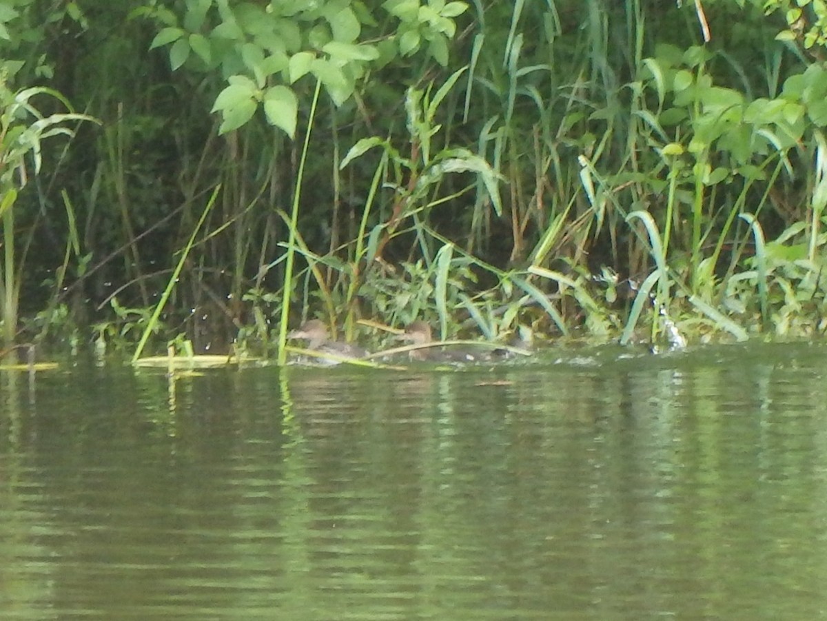 Hooded Merganser - ML620241645