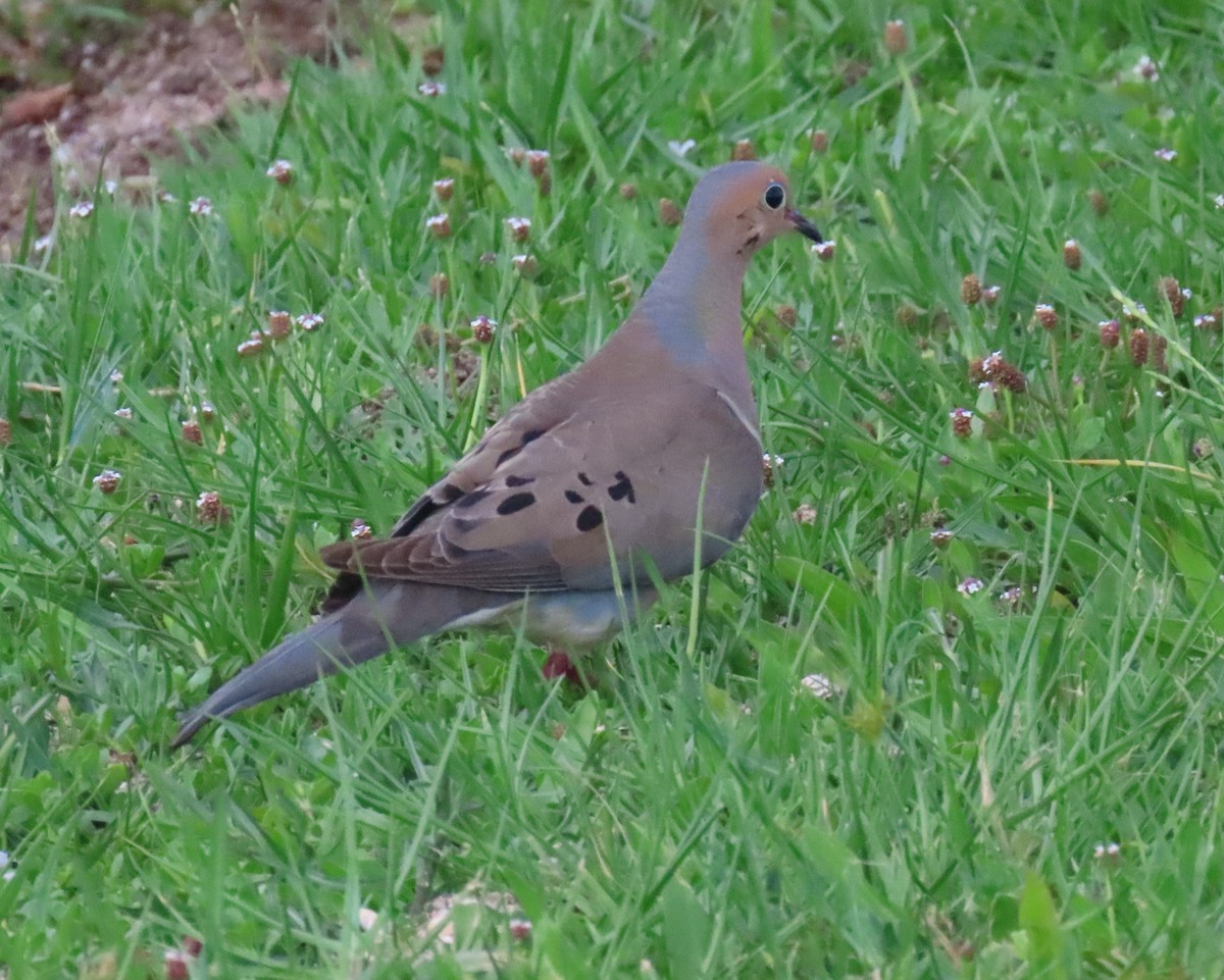 Mourning Dove - ML620241654