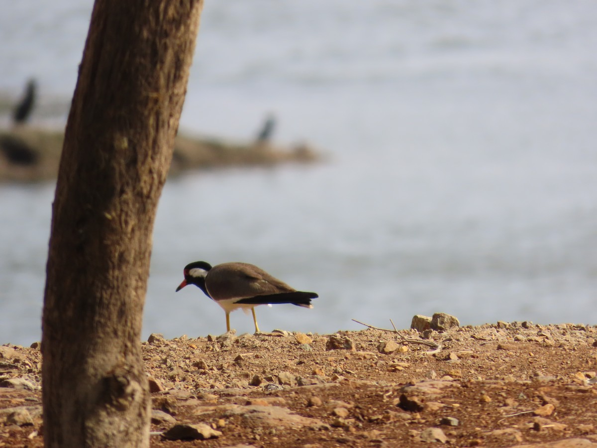 Red-wattled Lapwing - ML620241655